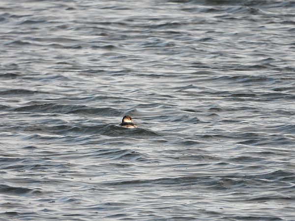Black-necked Grebe  - Jarosław Słowikowski