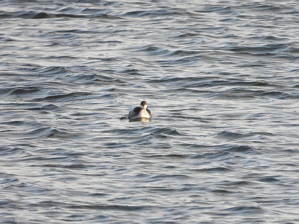 zausznik  - Jarosław Słowikowski