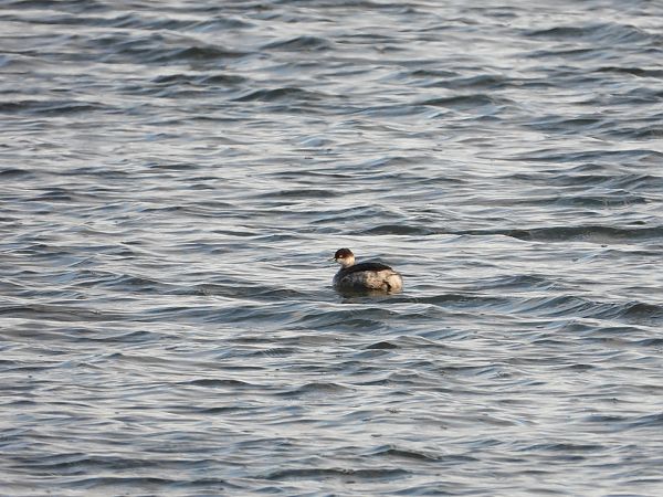 zausznik  - Jarosław Słowikowski
