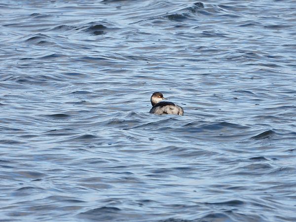 Schwarzhalstaucher  - Jarosław Słowikowski