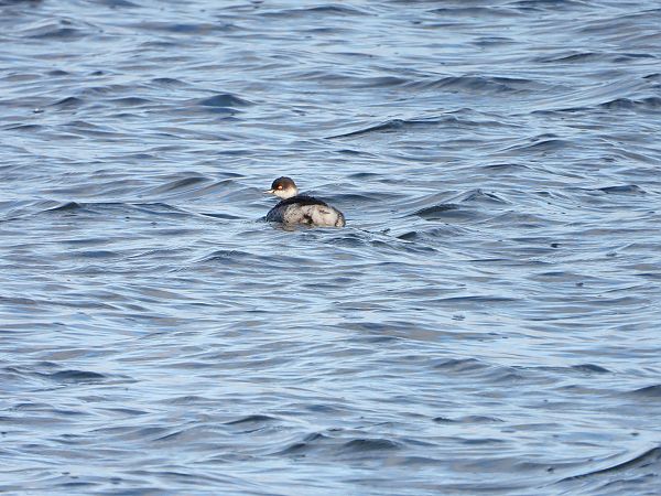 Grèbe à cou noir  - Jarosław Słowikowski