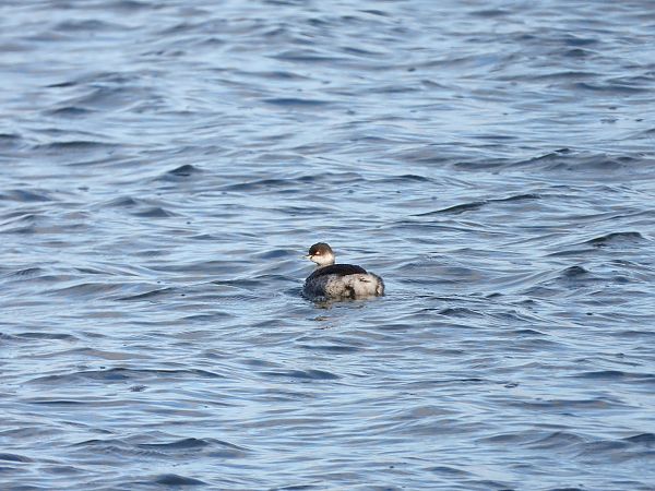 Grèbe à cou noir  - Jarosław Słowikowski