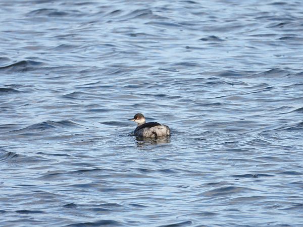 zausznik  - Jarosław Słowikowski