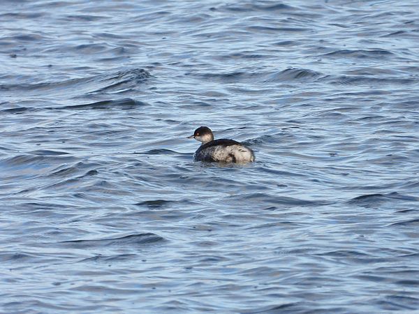 Grèbe à cou noir  - Jarosław Słowikowski