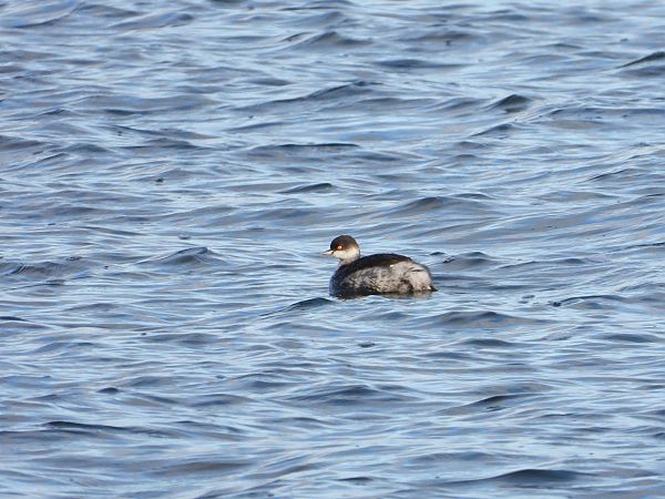 Grèbe à cou noir  - Jarosław Słowikowski