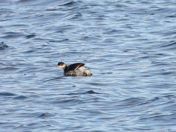 Grèbe à cou noir  - Jarosław Słowikowski