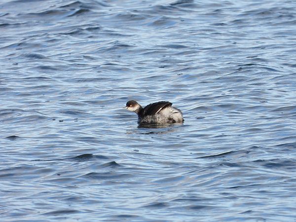 Grèbe à cou noir  - Jarosław Słowikowski