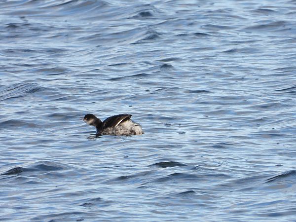 zausznik  - Jarosław Słowikowski