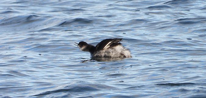 zausznik  - Jarosław Słowikowski