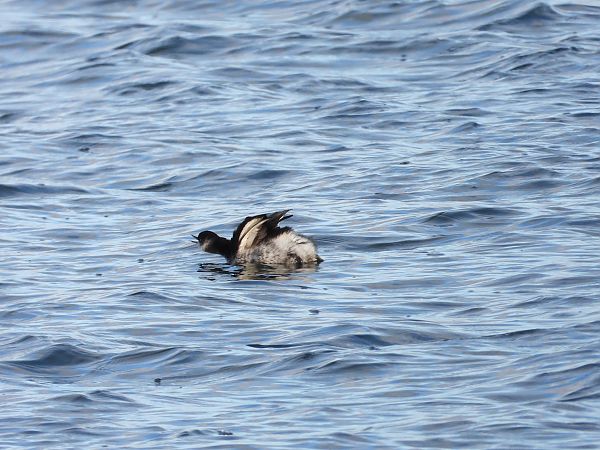 zausznik  - Jarosław Słowikowski