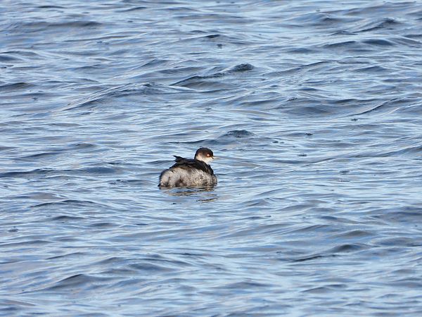 Grèbe à cou noir  - Jarosław Słowikowski