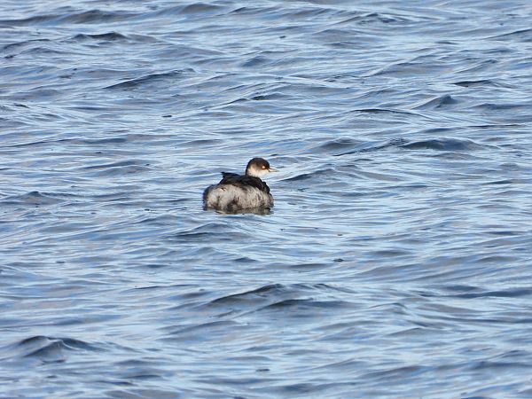 Grèbe à cou noir  - Jarosław Słowikowski