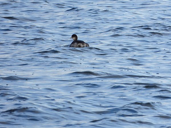 Grèbe à cou noir  - Jarosław Słowikowski