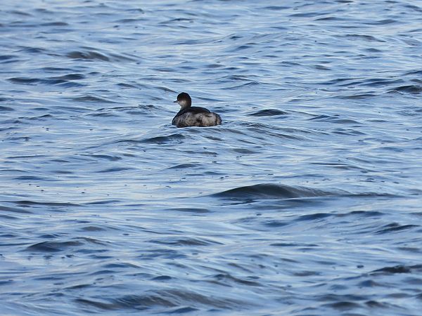 zausznik  - Jarosław Słowikowski
