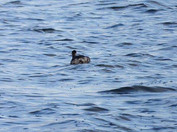 Grèbe à cou noir  - Jarosław Słowikowski