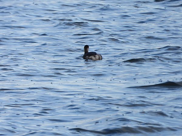 Grèbe à cou noir  - Jarosław Słowikowski