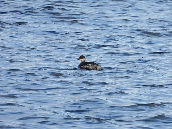 zausznik  - Jarosław Słowikowski