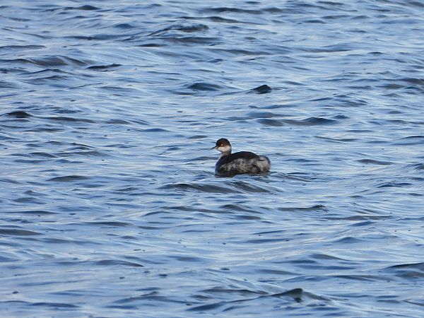 zausznik  - Jarosław Słowikowski