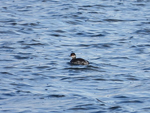 Grèbe à cou noir  - Jarosław Słowikowski