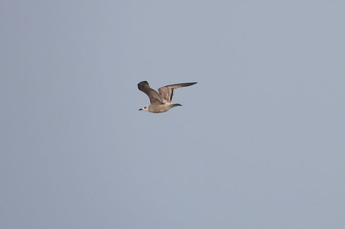 mewa białogłowa  - Jarosław Słowikowski