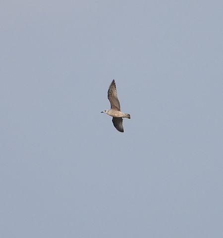 Goéland pontique  - Jarosław Słowikowski