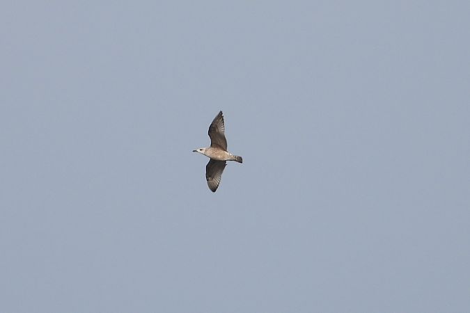 Goéland pontique  - Jarosław Słowikowski