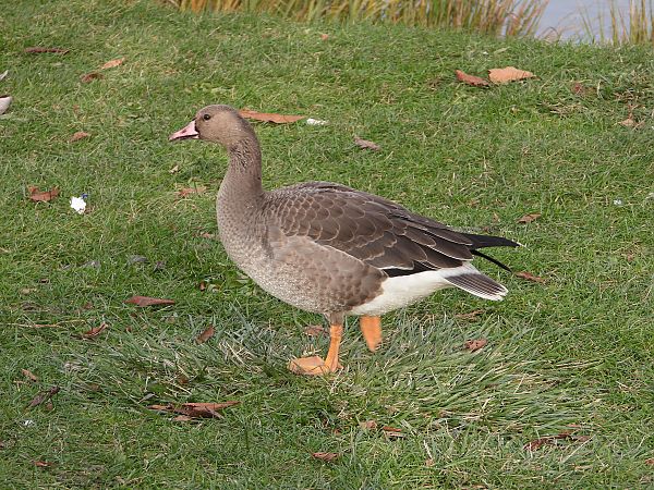 Greater White-fronted Goose  - Jarosław Słowikowski
