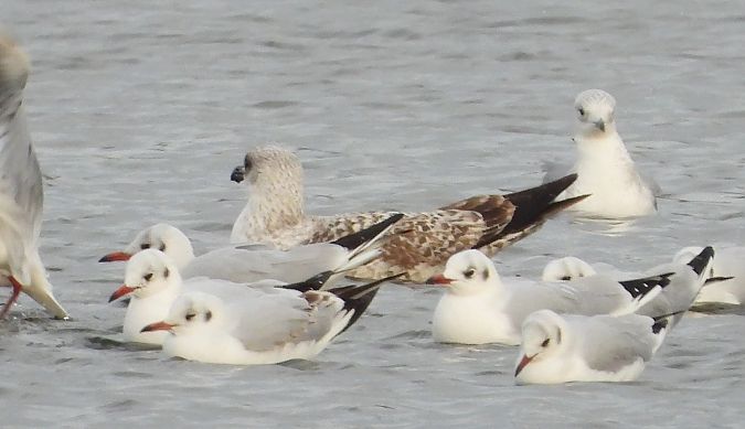 mewa romańska  - Jarosław Słowikowski