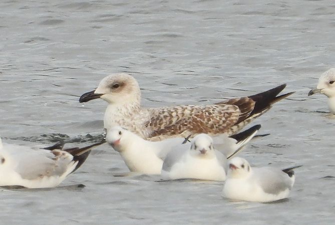 Goéland leucophée  - Jarosław Słowikowski