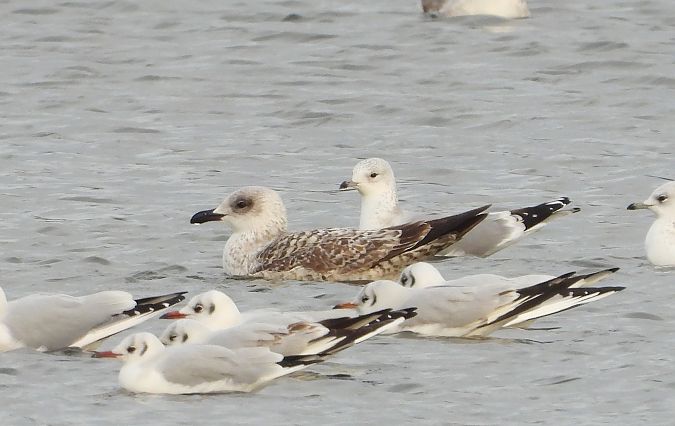 mewa romańska  - Jarosław Słowikowski