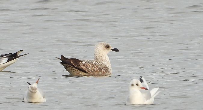 Goéland leucophée  - Jarosław Słowikowski