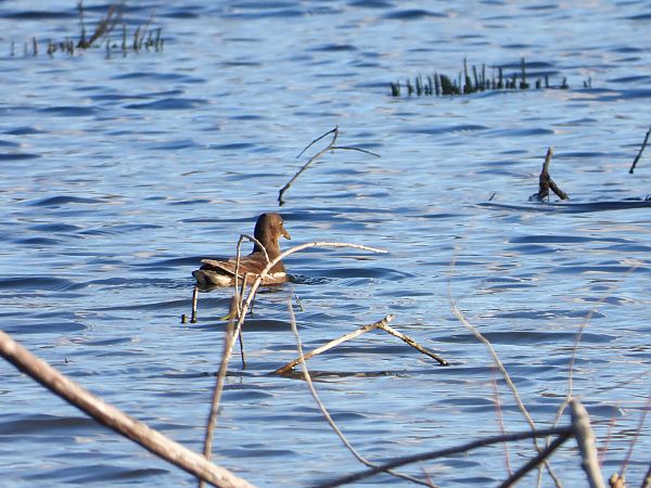 Teichhuhn  - Jarosław Słowikowski