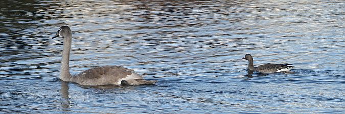 Blässgans  - Jarosław Słowikowski