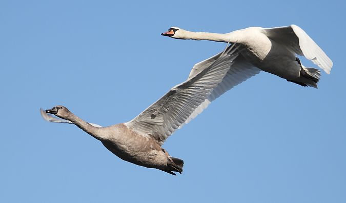 Cygne tuberculé  - Jarosław Słowikowski