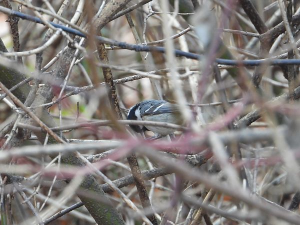 Tannenmeise  - Jarosław Słowikowski