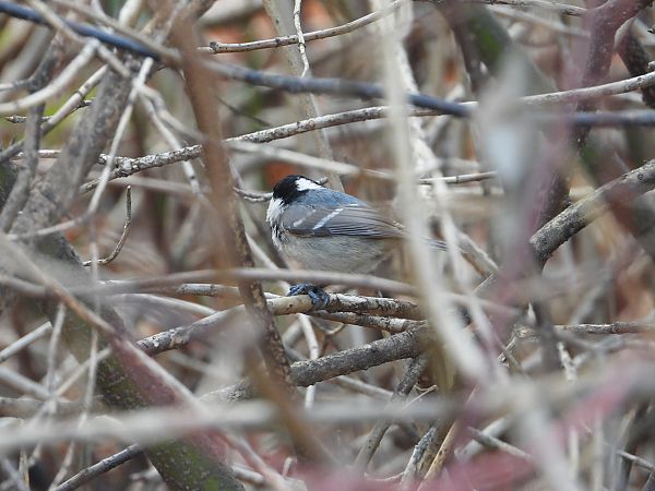 sosnówka  - Jarosław Słowikowski