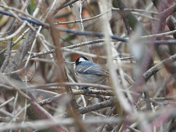 Mésange noire  - Jarosław Słowikowski