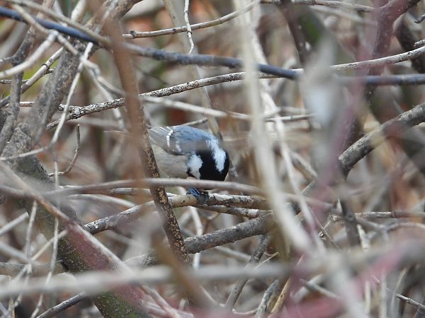 Mésange noire  - Jarosław Słowikowski