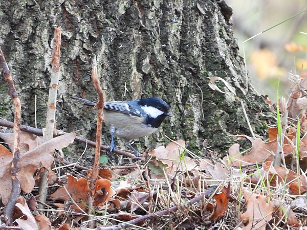 Mésange noire  - Jarosław Słowikowski