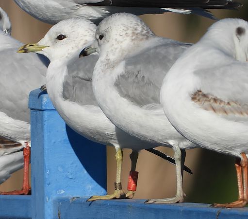 mewa siwa  - Jarosław Słowikowski