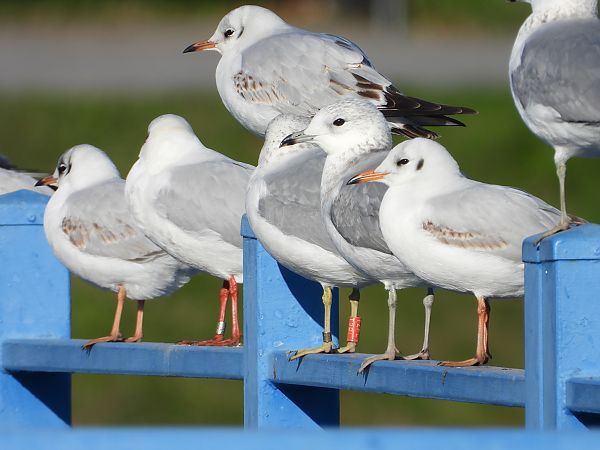 Goéland cendré  - Jarosław Słowikowski