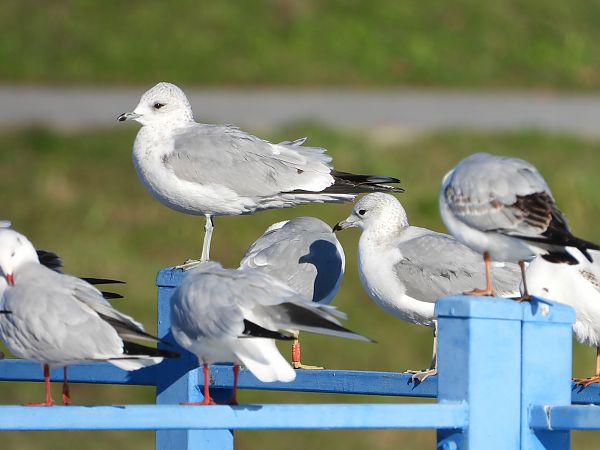 mewa siwa  - Jarosław Słowikowski