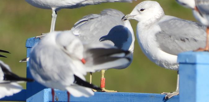 Goéland cendré  - Jarosław Słowikowski