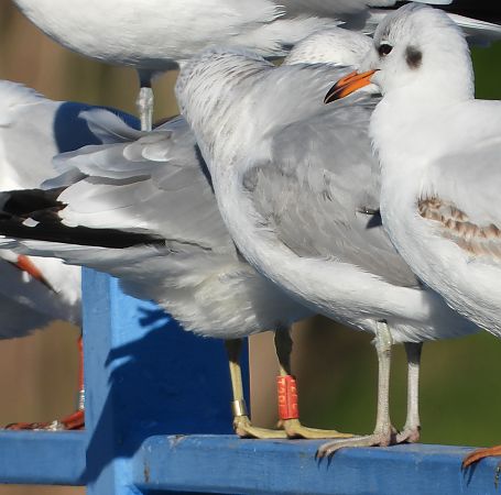 mewa siwa  - Jarosław Słowikowski