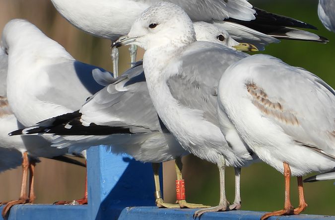 mewa siwa  - Jarosław Słowikowski