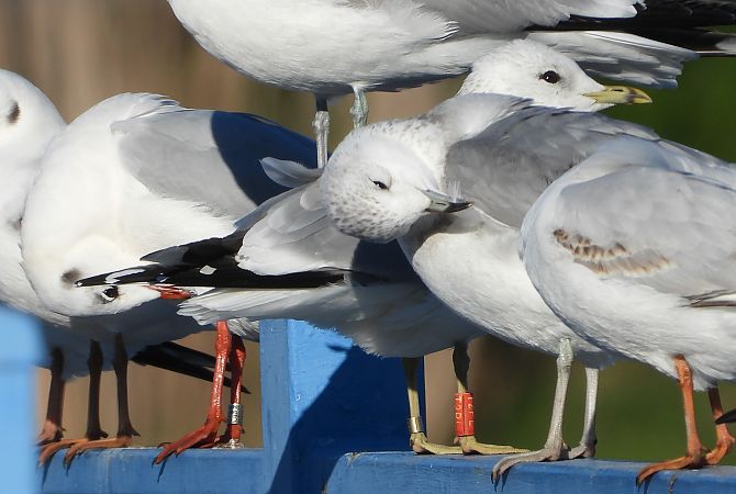 Goéland cendré  - Jarosław Słowikowski