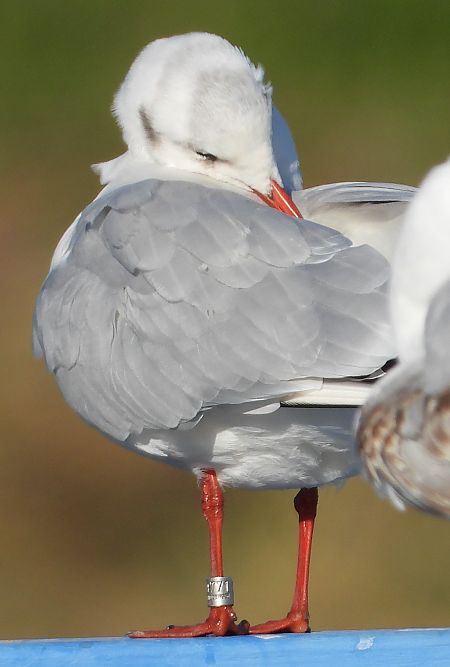Mouette rieuse  - Jarosław Słowikowski