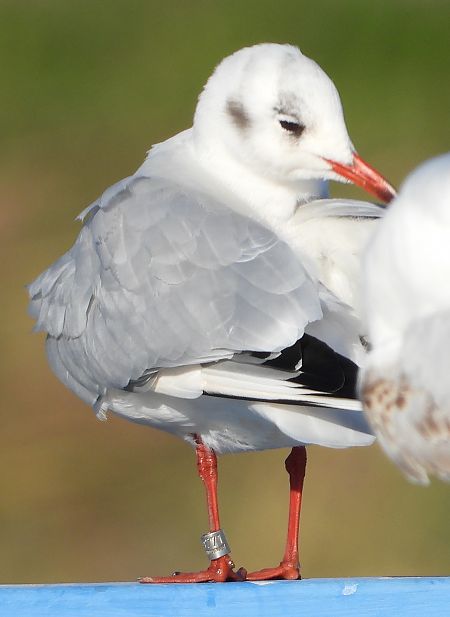 Mouette rieuse  - Jarosław Słowikowski
