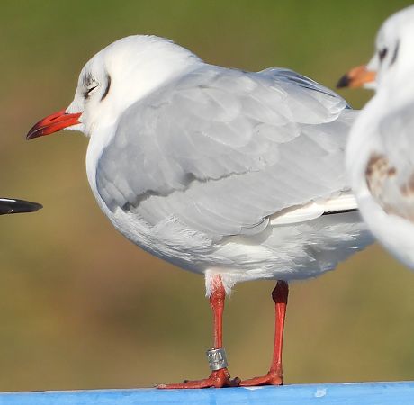 Mouette rieuse  - Jarosław Słowikowski