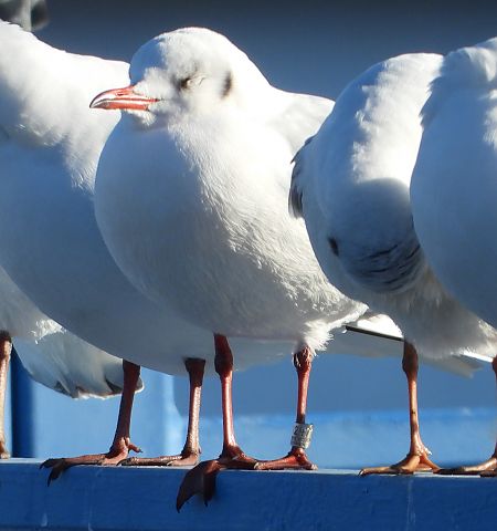 Mouette rieuse  - Jarosław Słowikowski